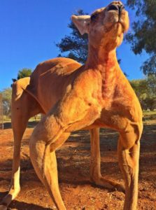 Muscle Bound Kangaroo